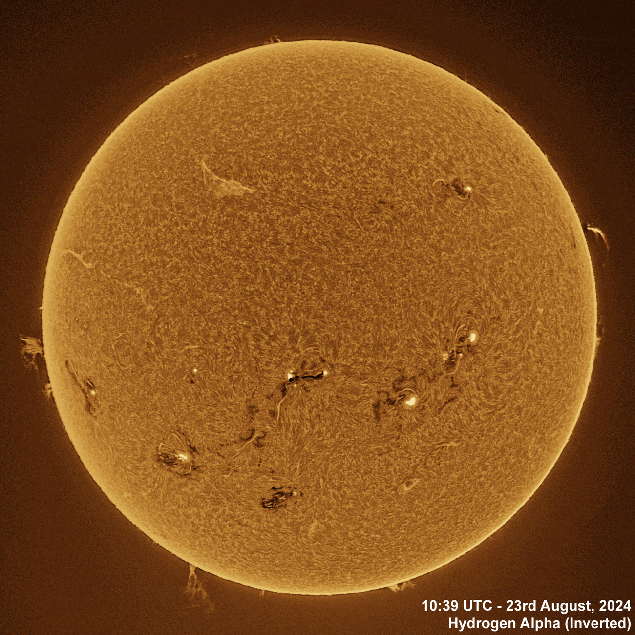 23rd August 2024 Solar animation - Ha and White Light, 23rd August, 2024