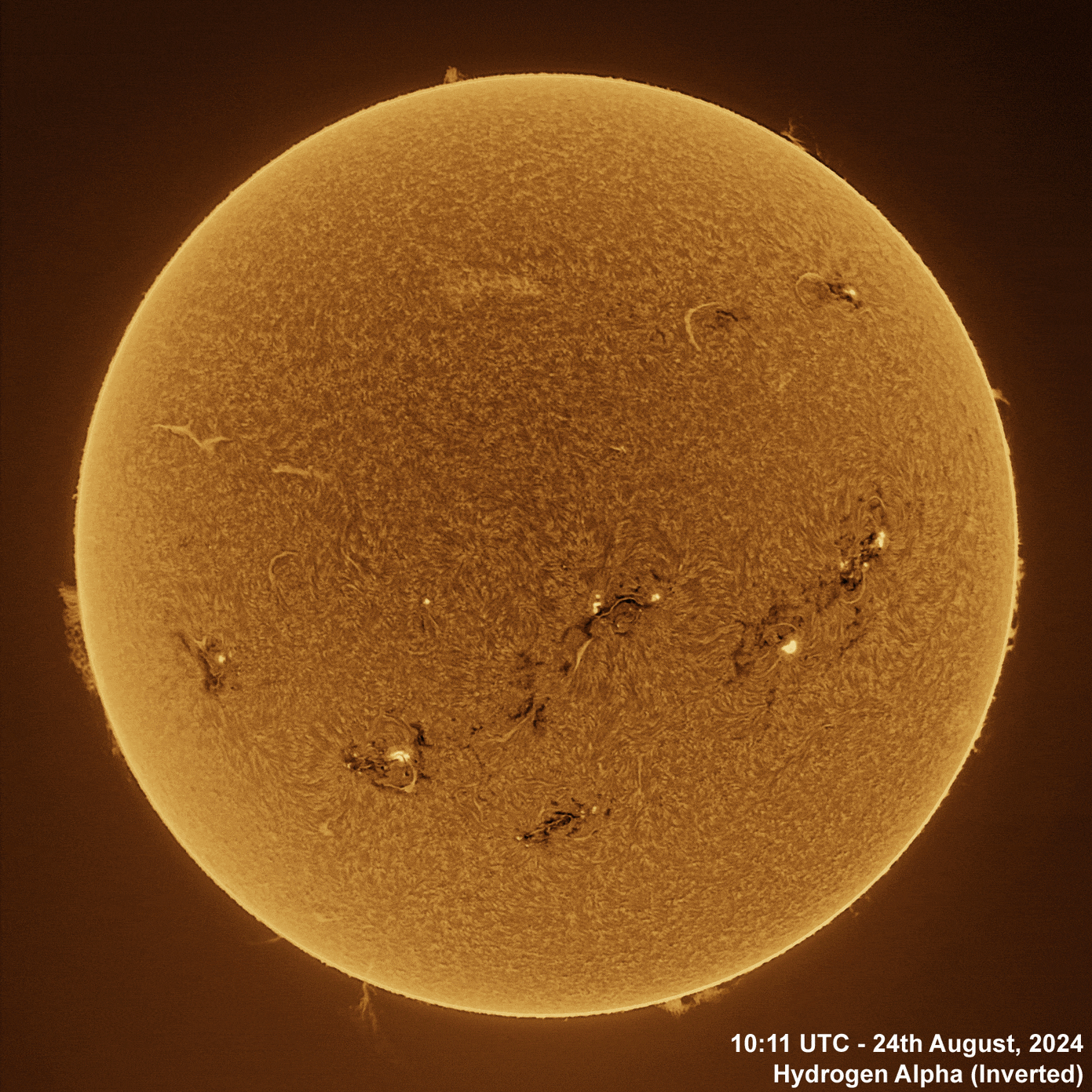 24th August 2024 Solar animation - Ha and White Light, 24th August, 2024