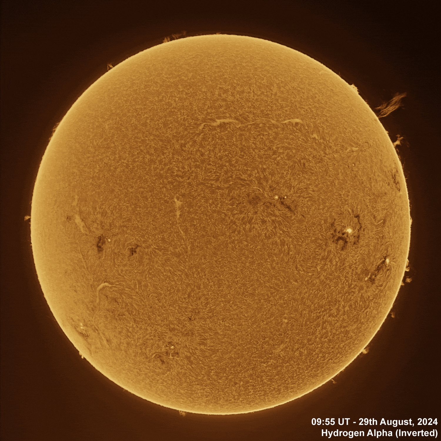 29th August 2024 Solar animation - Ha and White Light, 29th August, 2024